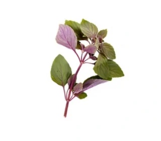 Basilic rouge – الحبق الأحمر