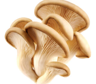 Champignon Pleurotes – فطر