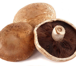 Champignon Porto Bello – فطر
