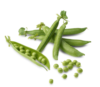 Petit pois – الجلبانة