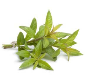 Verveine – اللويزة