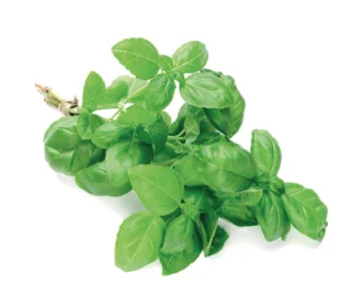 Basilic – الحبق