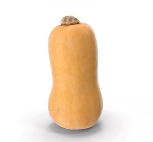 Butternut – يقطين طويلة
