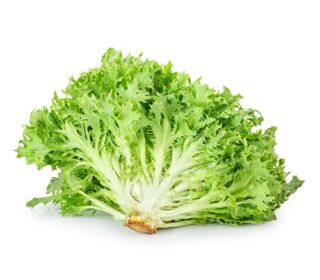 Frisée – فريزي