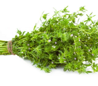 Thym citron – زعيترة ليمون
