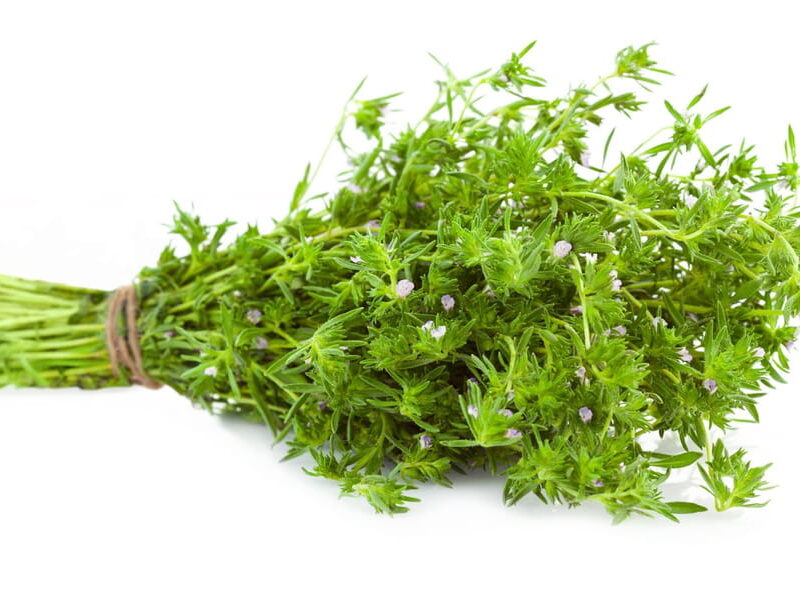 Thym citron – زعيترة ليمون